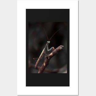 praying mantis Posters and Art